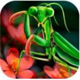 螳螂模拟器3d安卓版
